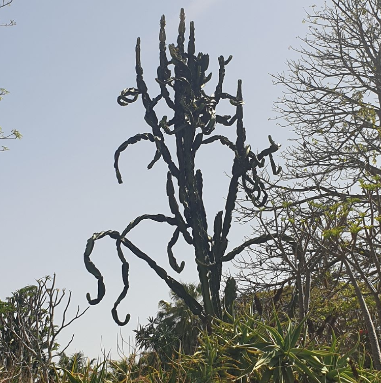 Interesting Tree & plant Life, Mt Coo-tha Botnical gardens