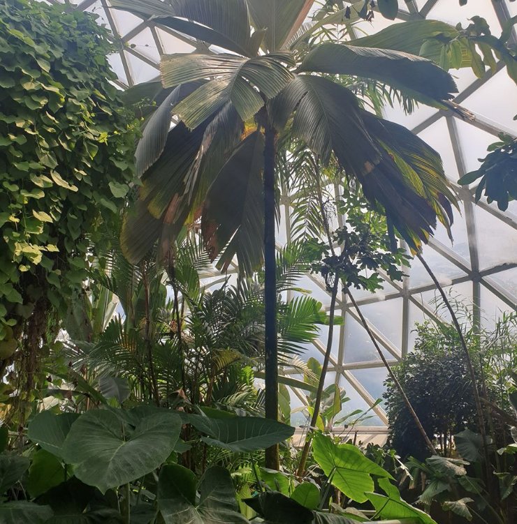 Mt Coo-tha Botanical Gardens Tropical Dome 
