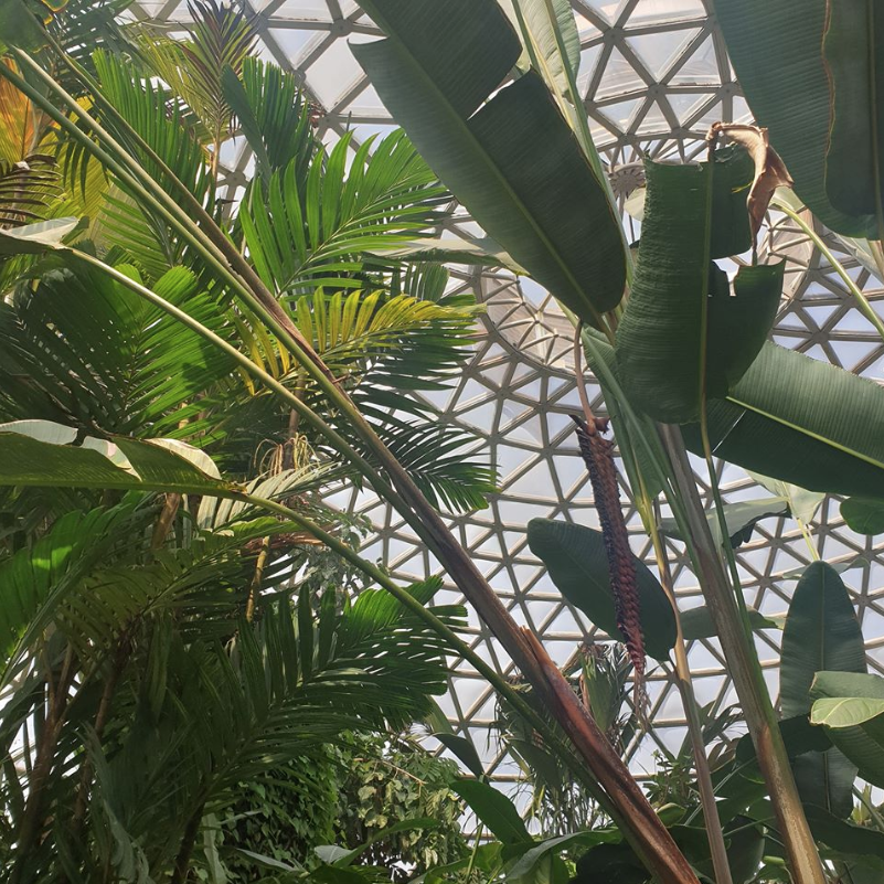 Tropical Dome , Mt Coo-tha Botanical Gardens
